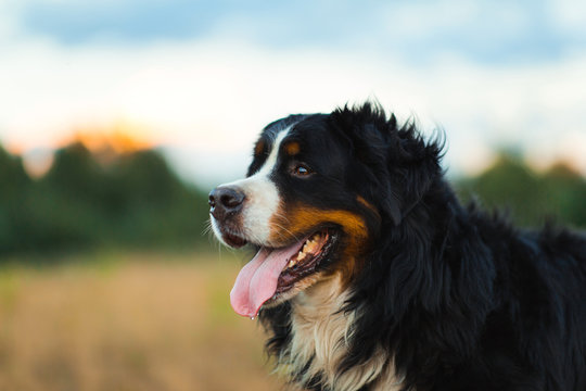 Hunde-Reisenapf