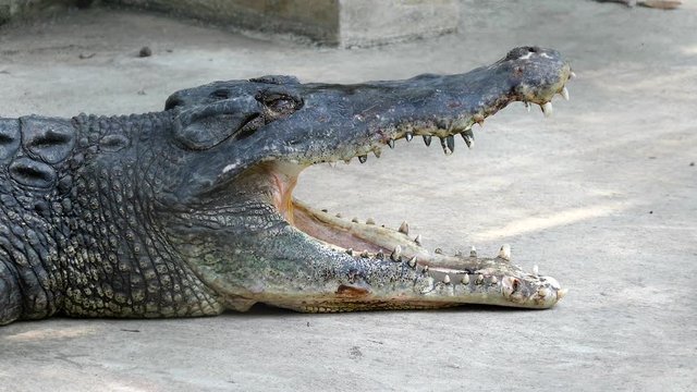 Crocodile open big mouth and twinkle eye