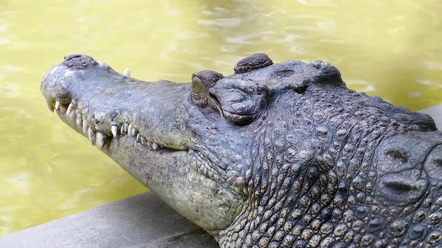 Crocodile breathing and twinkle eye