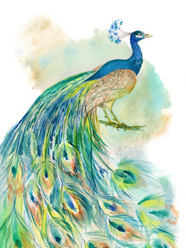 Peacock Feather Watercolor photos, royalty-free images, graphics, vectors &  videos | Adobe Stock
