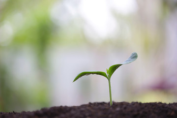 Young green plant with dew growing