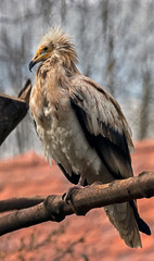 Egyptian vulture. Latin name - Neophron percnopterus	