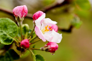 apple tree blossom close up view on blurred background with sun