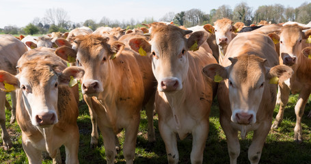 young blonde d' aquitaine cows and calfs in green spring landscape near dutch town of geldermalsen