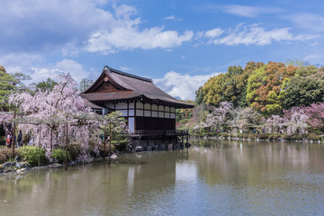 Fototapeta na wymiar Japanese garden of Heian shrine with blue sky. Kyoto, Japan