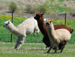 Alpaca is a domesticated species of South American camelid. It resembles a small llama in...