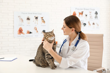 Professional veterinarian examining cute cat in clinic