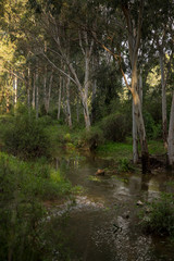 Eucalyptus grove after the rain