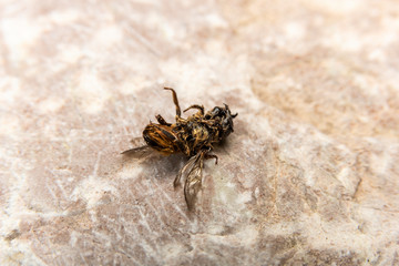Dead Bumblebee on stone background