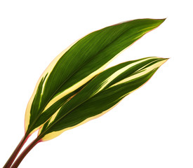 Ti plant or Cordyline fruticosa leaves, Colorful foliage, Exotic tropical leaf, isolated on white background with clipping path 