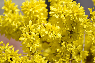 Plentiful blossoming of a forzition of European (Forsythia europaea)