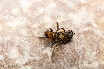 Dead Bumblebee on stone background