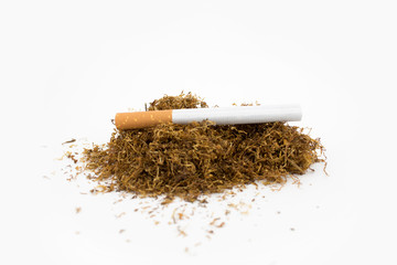 Cigar on a stack of natural tobacco on white background. Dried plant.