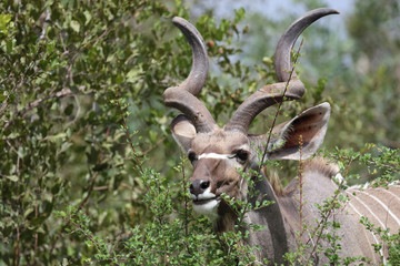 Großer Kudu / Greater Kudu / Tragelaphus strepsiceros.