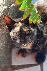 Katze mit unterschiedlichen Augen 