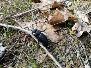beetle in the grass
