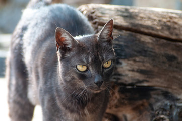 Katzen beim Schmusen 