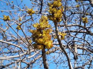 yellow tree in autumn