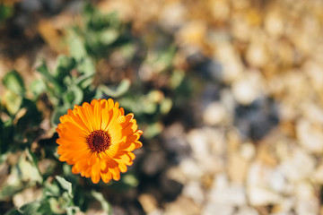 Marigold in bloom in the heart of spring