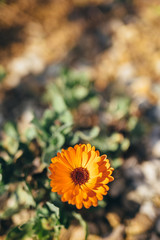 Marigold in bloom in the heart of spring