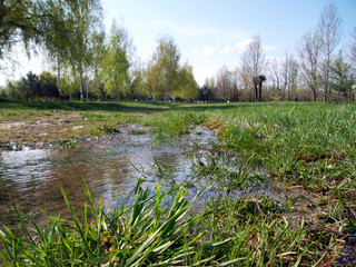 landscape with lake and forest