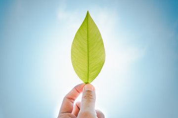 Hands that are holding bright green leaves with a blue sky background. Suitable to use as background image.