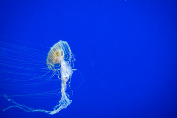 Gold Jellyfish 