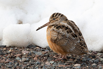 Woodcock