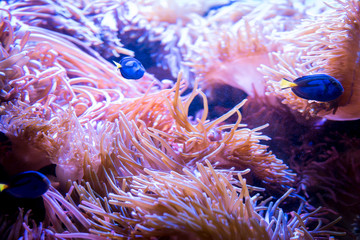 Anemone in the Ocean 