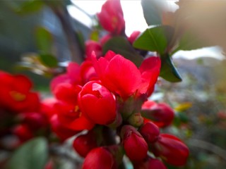 Red flowers and buds of chaenomeles on branch
