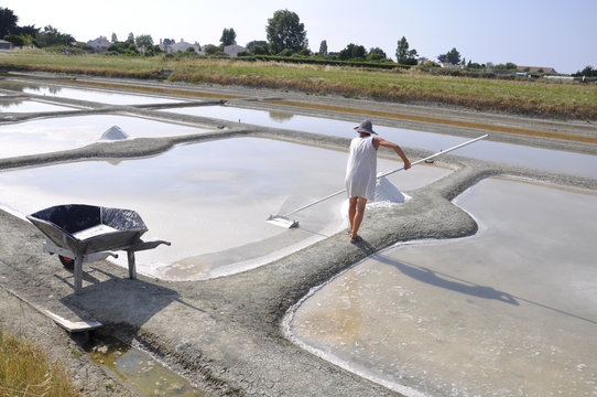 Marais Salant - R&eacute;colte de la fleur de sel 