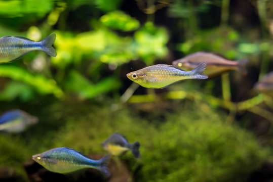 Fish Swimming 