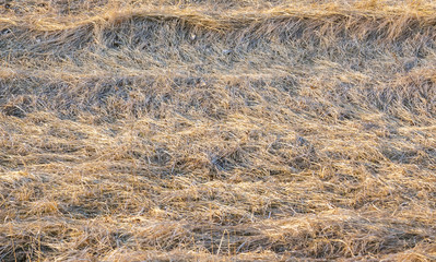 Dry,withered grass. Texture.