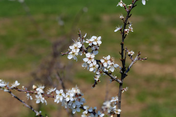 Flowering trees in the gardens in spring time