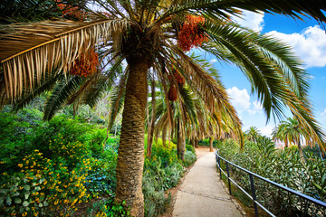 Fototapeta na wymiar Barcelona, Spain. Park Guell. Antonio Gaudi. Tropical palm trees among green flowers, bushes and plants. Famous touristic destination landmark for walking tours. Summer day with blue sky.