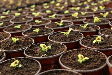 Many fresh green seedlings growing in pots with soil, closeup