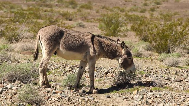 burros in the desert