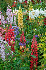 An exotic flower border with a large range of colourful flowers and plants making interesting plant combinations