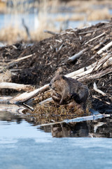 A large beaver grooming on the edge of its lodge © dpep