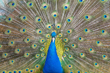 Obraz premium Peacock spread his tail and shows colorful feathers
