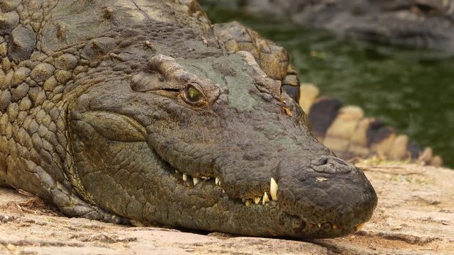 close up of a croc settling