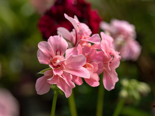 Close up of pink pelargonium flowers in bloom