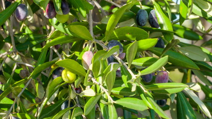 15137_Fruits_of_the_olive_grove_in_the_farm.jpg