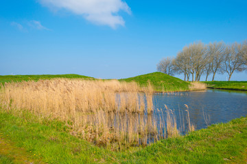 Reed along the edge of a lake below a blue sky in spring