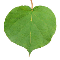 Fresh green leaf