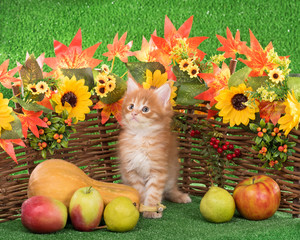 Maine Coon kitten