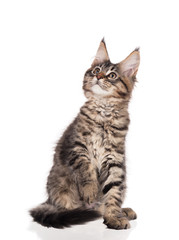 Obraz premium Maine Coon kitten