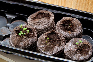 Numerous young catnip plants are seen sprouting from organic peat pods in indoor garden, wet with morning dew.