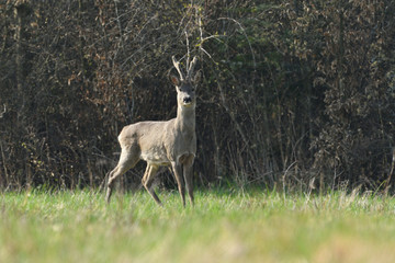 Roe deer with antler walking and grazing grass inside the forest