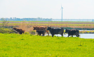 Cows in a green meadow along a lake in sunlight in spring